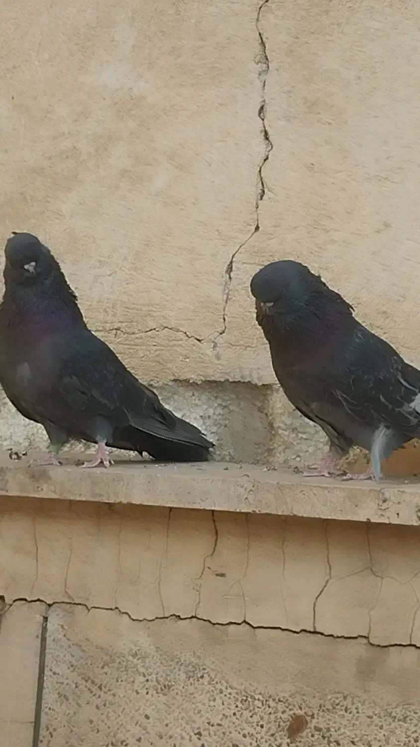 کفتر نوک قنار|پرنده|تهران, باغ خزانه|دیوار