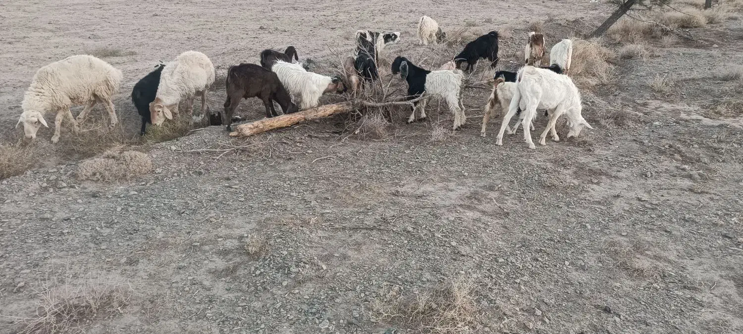 شیشک وبزغاله وچبش|حیوانات مزرعه|بیرجند, |دیوار