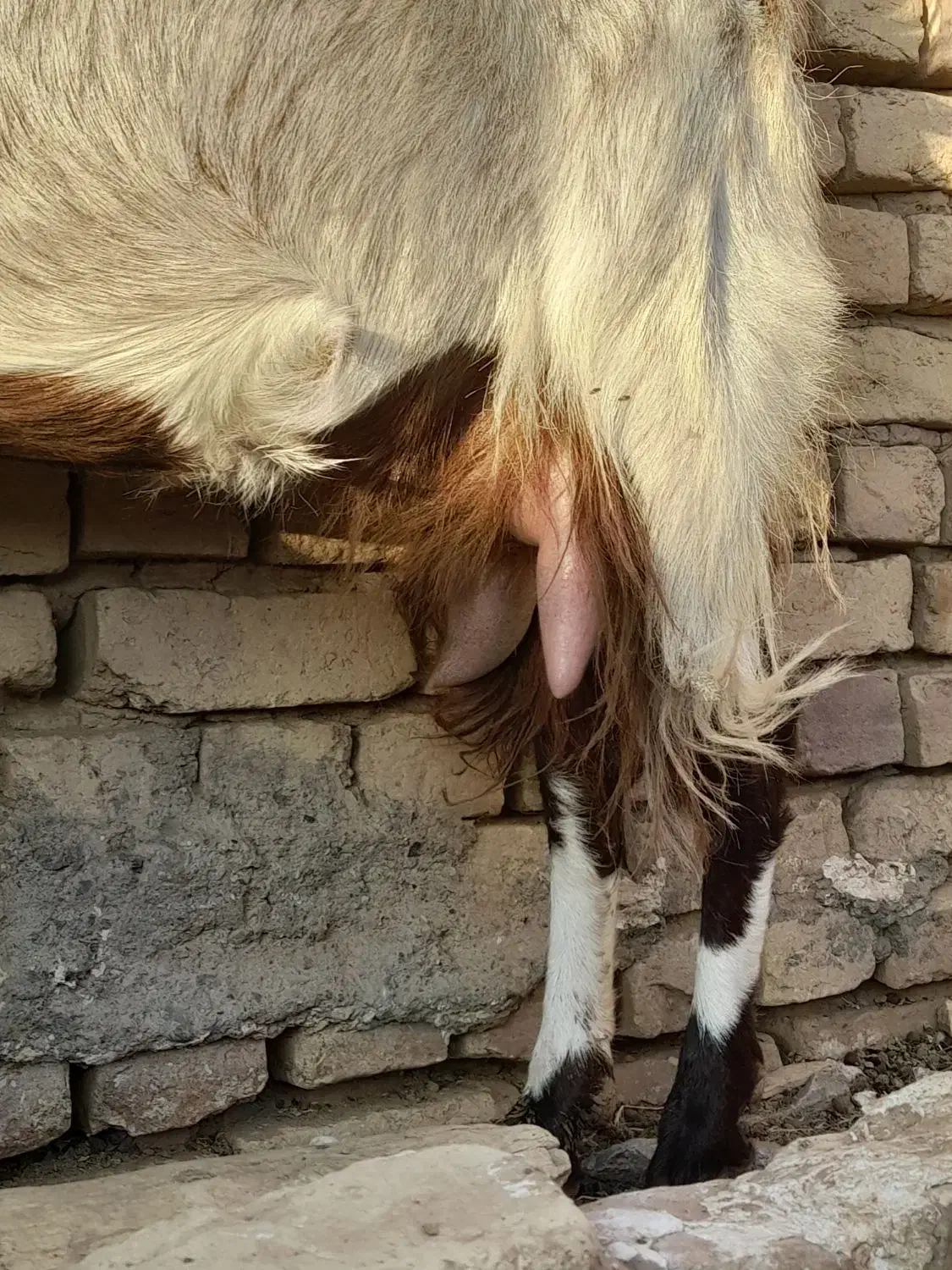 بز شیرا فروشی|حیوانات مزرعه|بردسکن, |دیوار