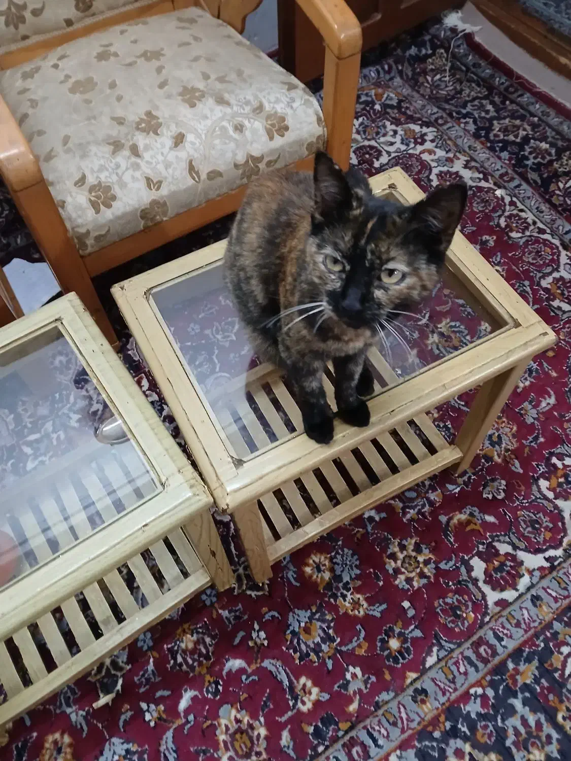 گربه ها همه ماده و  رایگان واگذار میشه|گربه|رشت, حمیدیان|دیوار