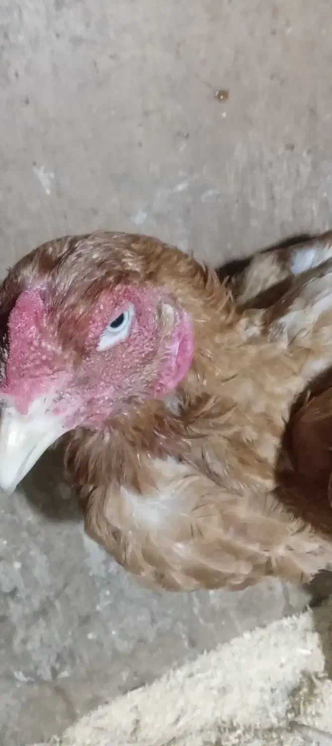 خروس لاری ومرغ لاری|حیوانات مزرعه|رشت, حومه رشت|دیوار