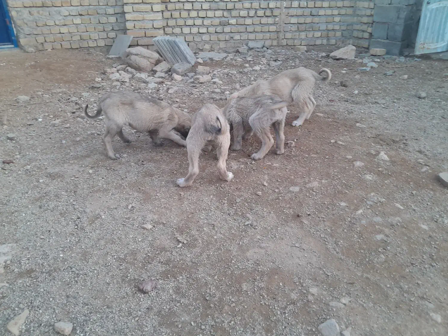 توله سراب اصیل|سگ|بروجرد, |دیوار