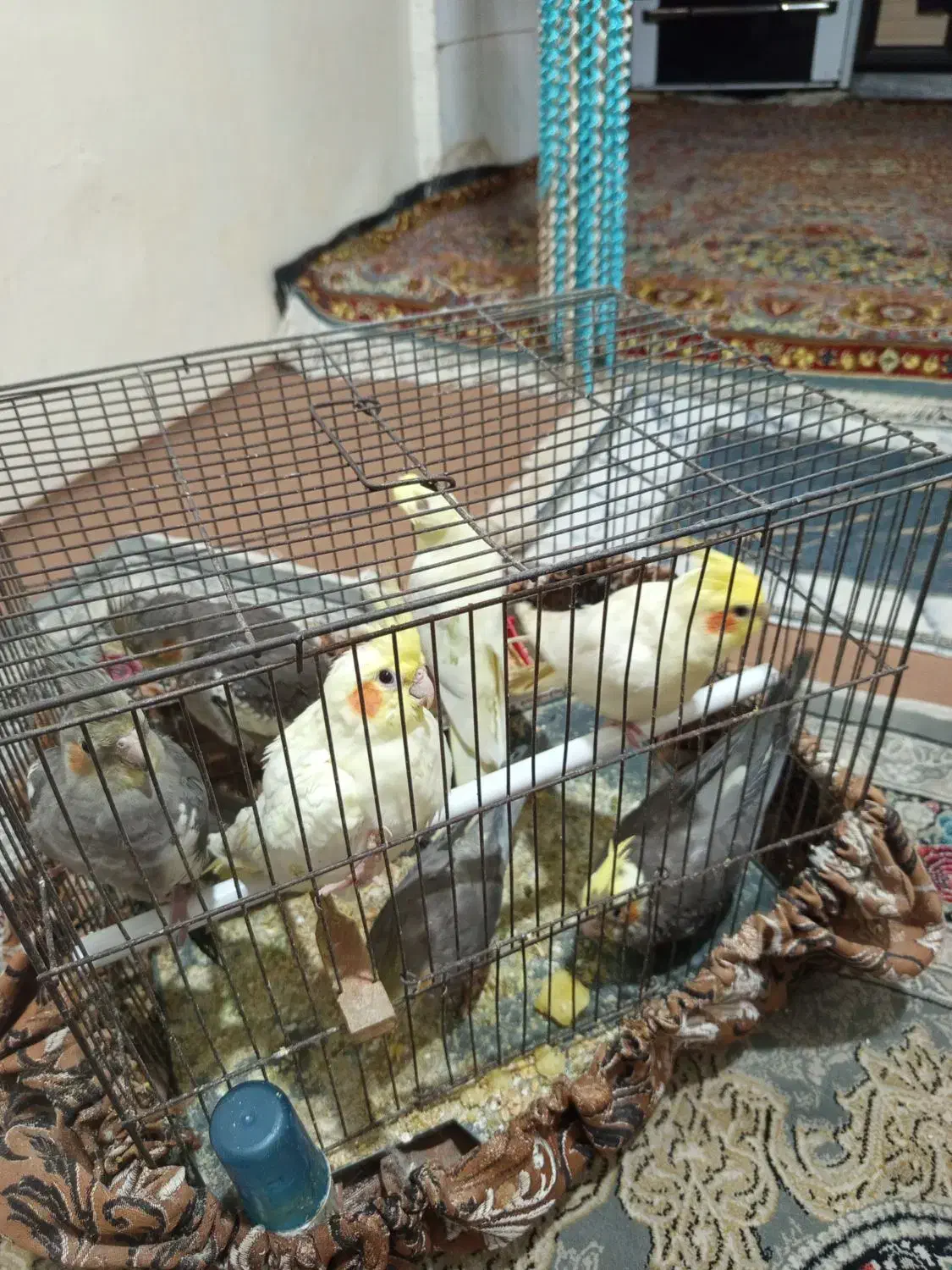 عروس هلندی|پرنده|اسلام‌شهر, شهرک طالقانی|دیوار