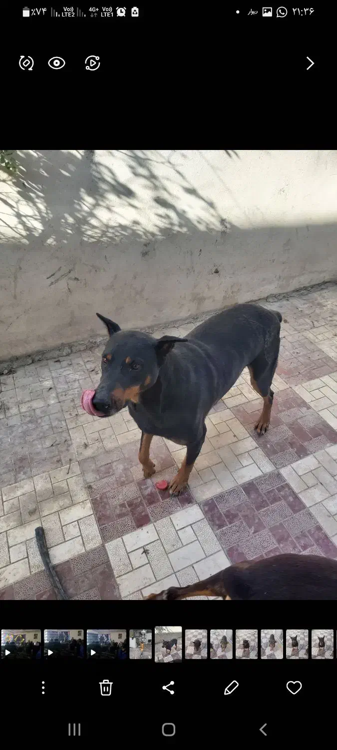 دوبرمن|سگ|کرج, خرمدشت|دیوار