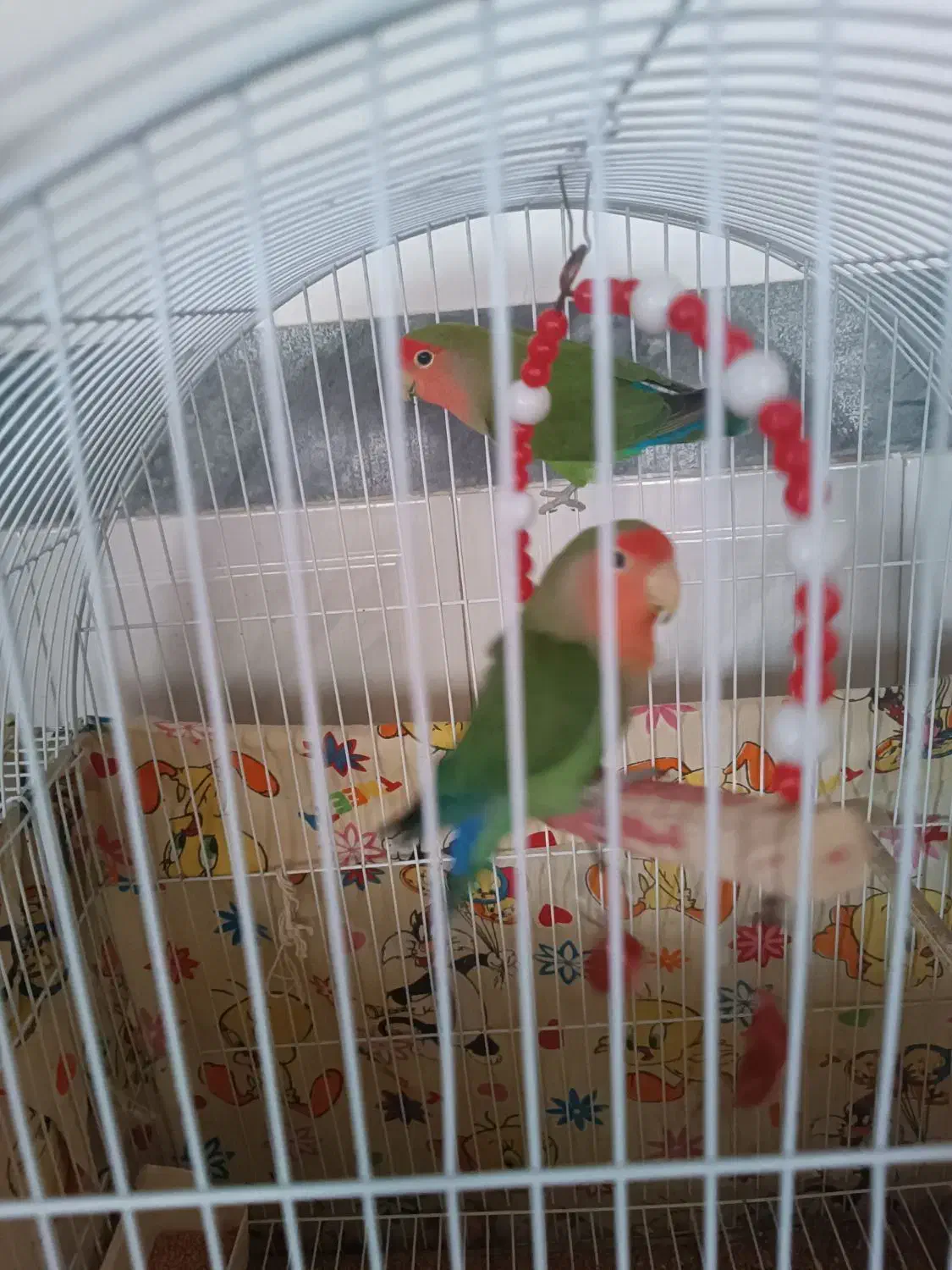 طوطی برزیلی|پرنده|آذرشهر, |دیوار