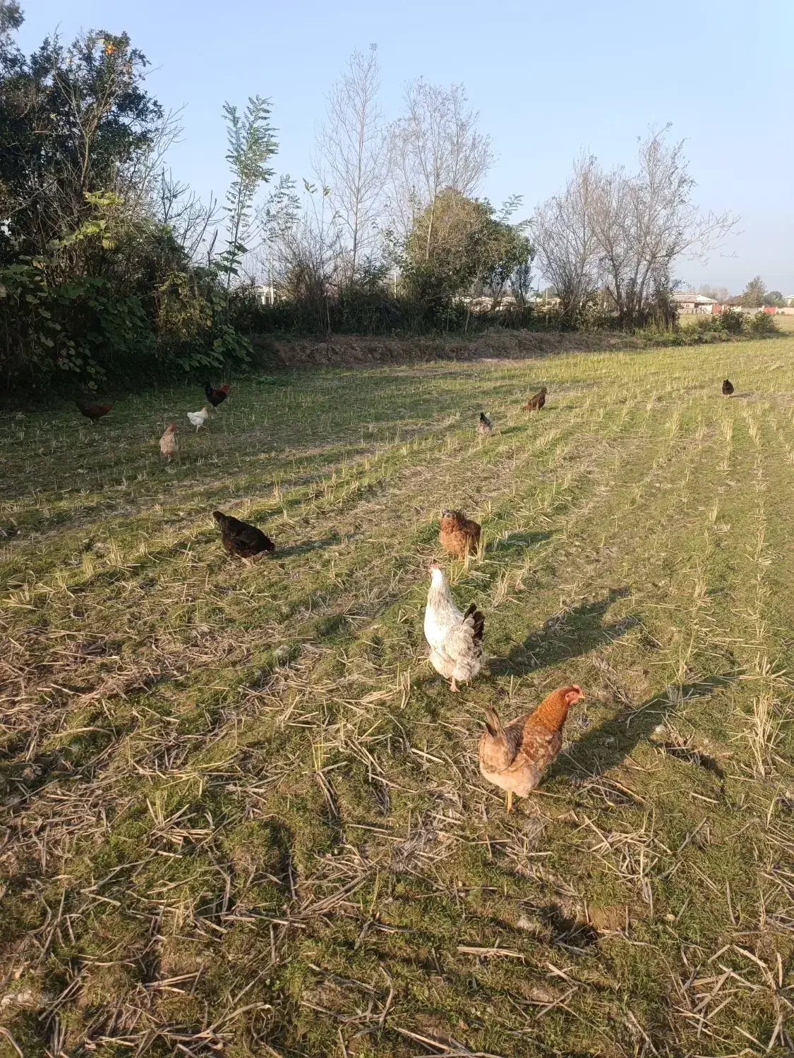 قو غاز|حیوانات مزرعه|رشت, هلال احمر|دیوار