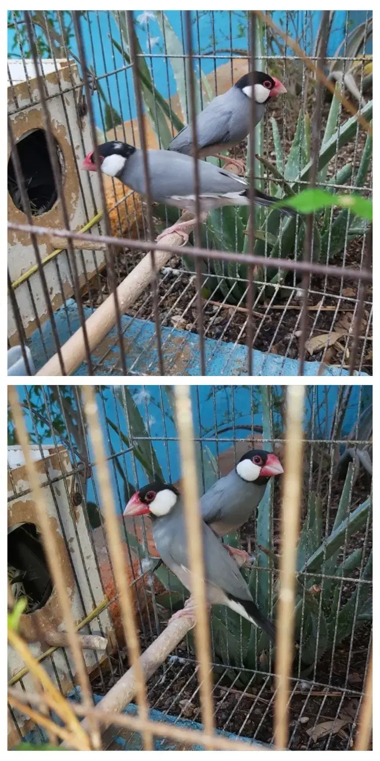 قناری سهره فنچ مرغ‌عشق انگلیسی فروش یا معاوضه|پرنده|شیراز, شاه قلی بیگی|دیوار