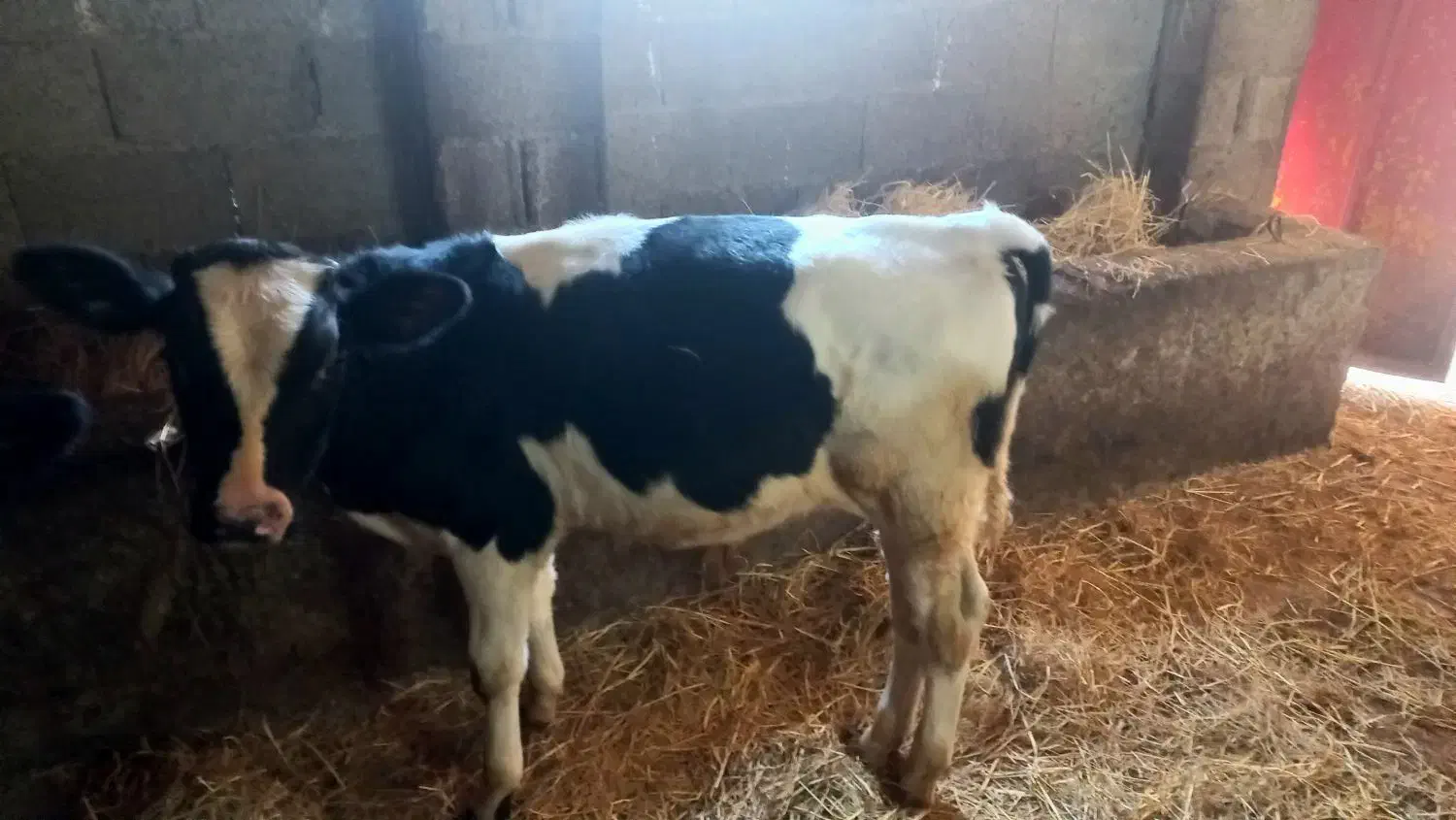 گاو و گوساله نر دورگ|حیوانات مزرعه|رشت, یخسازی|دیوار