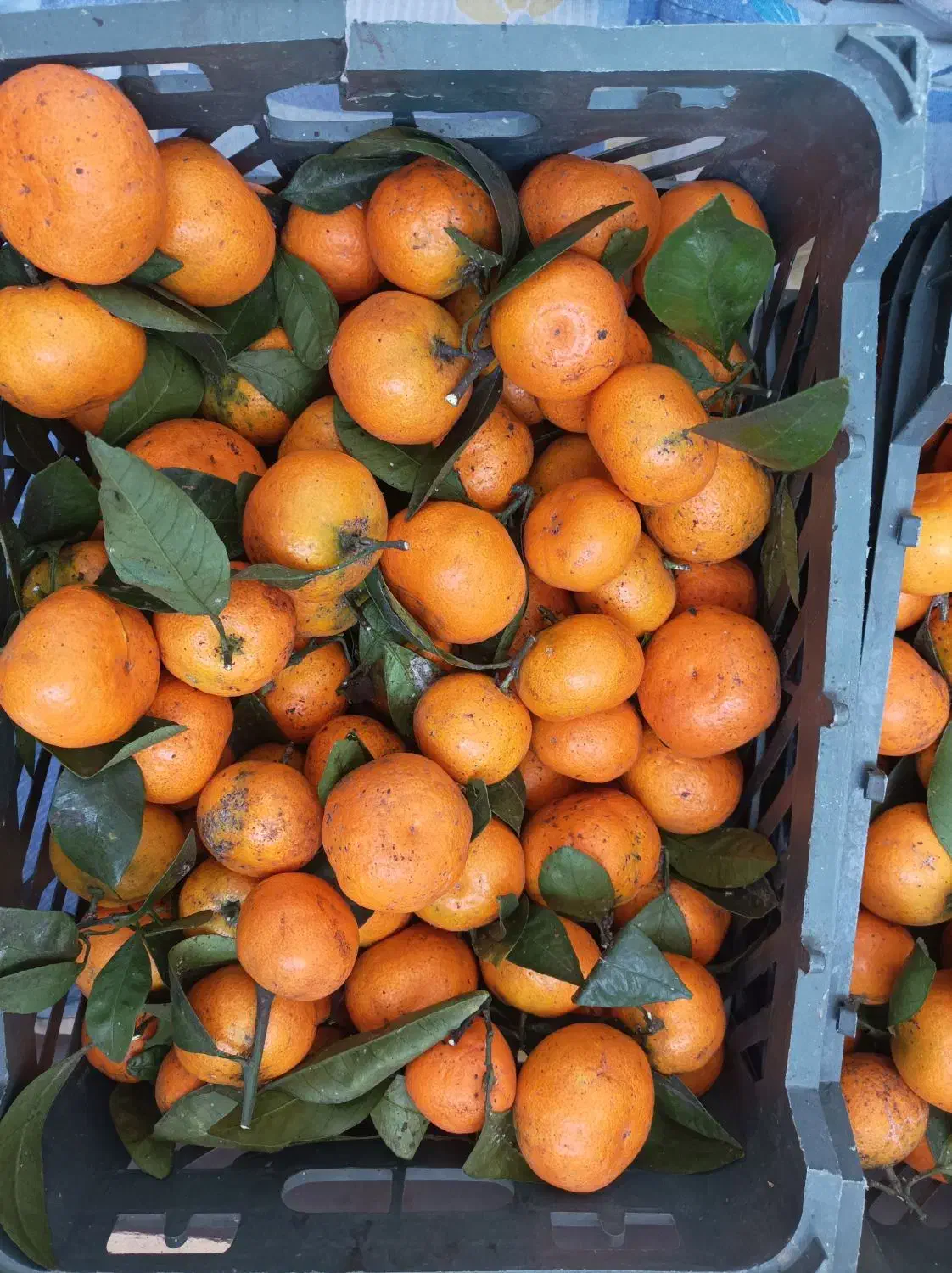 فروش نارنگی شیرین|خوردنی و آشامیدنی|کلاچای, |دیوار