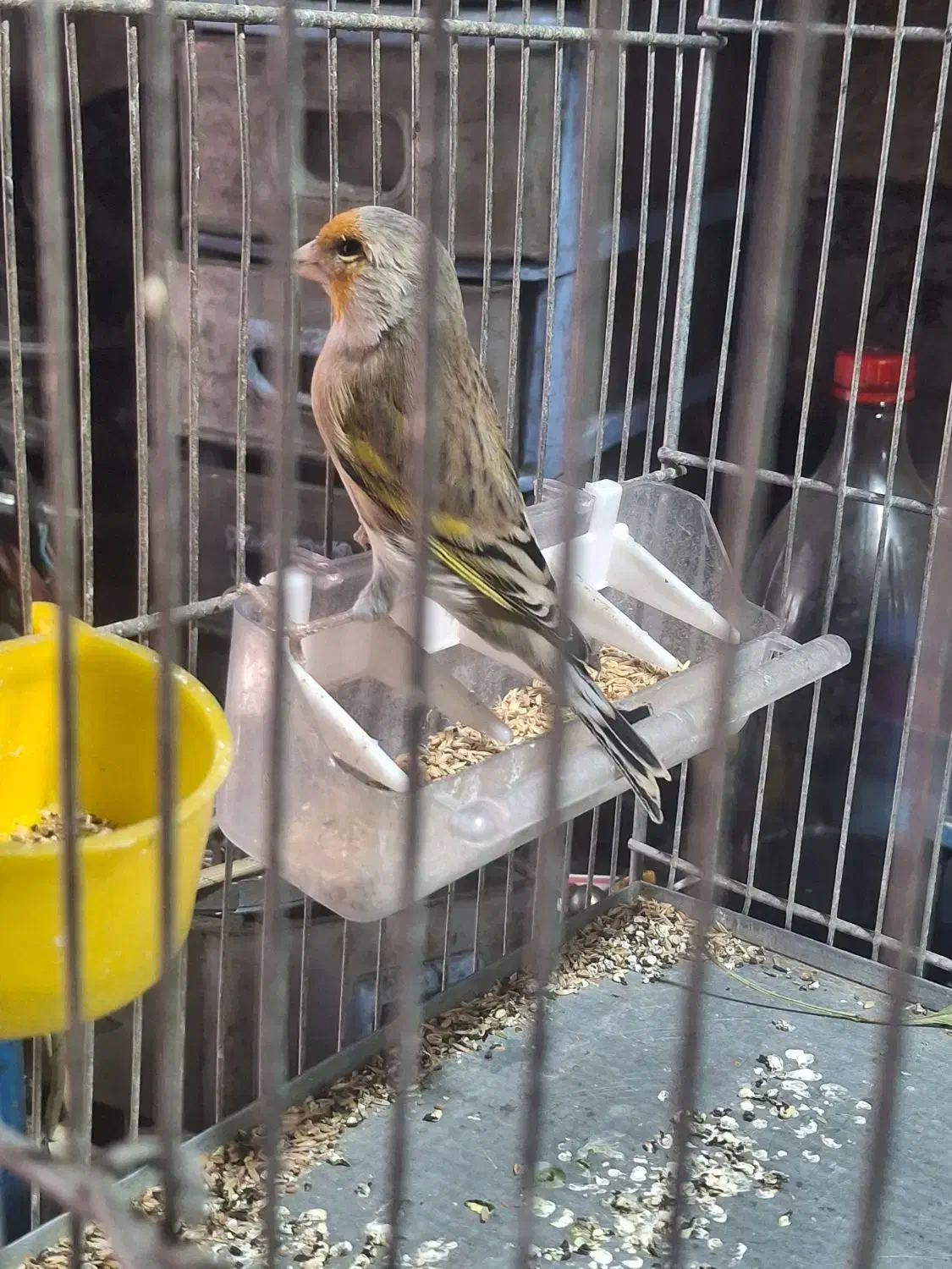 سهره قناری دهن لر|پرنده|ری, ولی آباد|دیوار