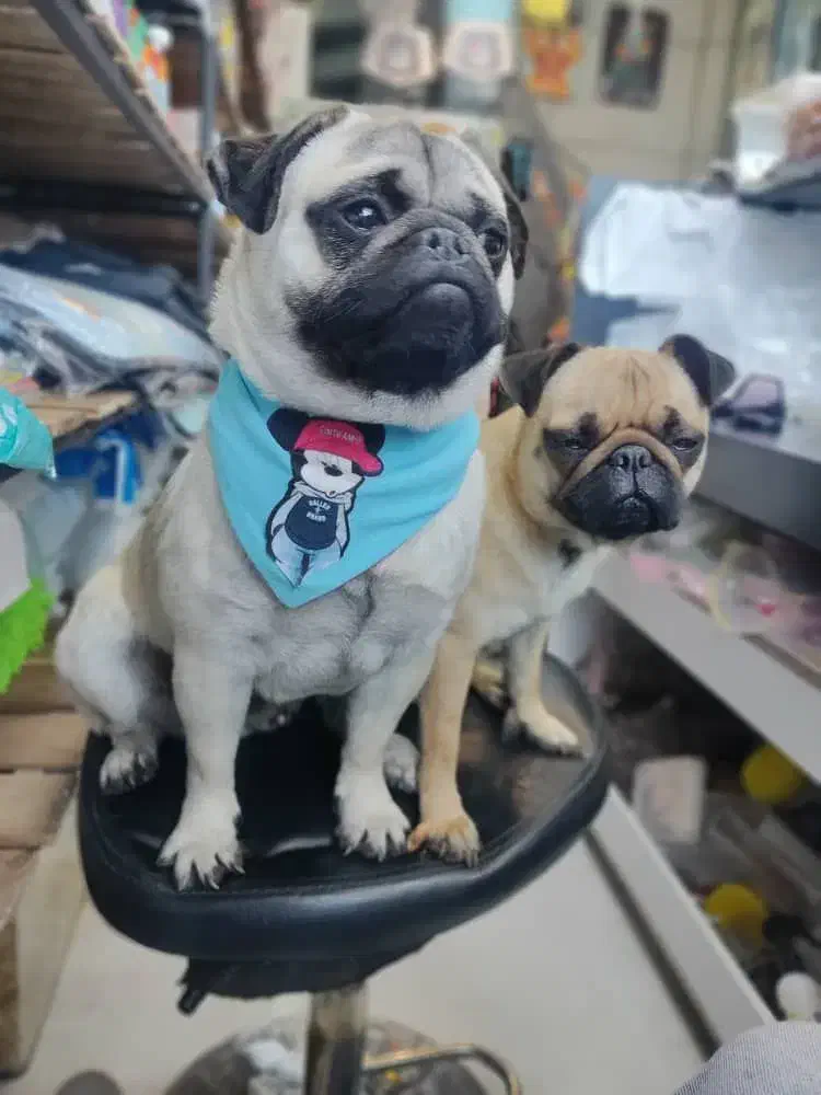 سگ نژاد پاگ نر و ماده|سگ|اندیشه, اندیشه فاز ۱|دیوار