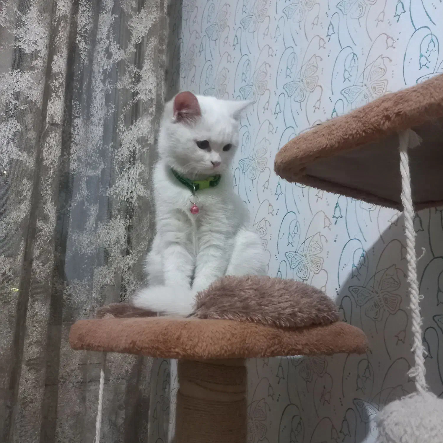 گربه بیریتیش|گربه|مشهد, چهنو|دیوار