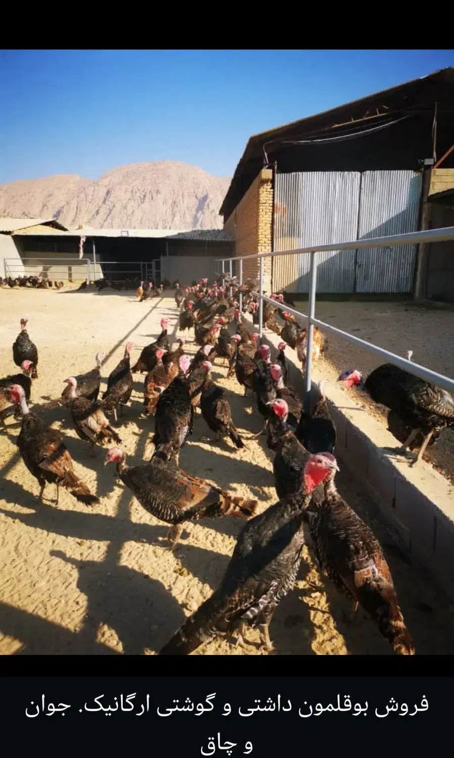 فروش بوقلمو|حیوانات مزرعه|زرقان, |دیوار