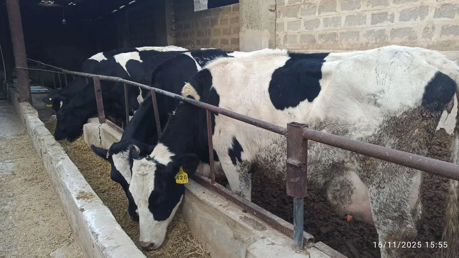 گاو شیری صنعتی شناسه دار شکم اول ۳۵تا شیر|حیوانات مزرعه|اصفهان, محمودآباد|دیوار