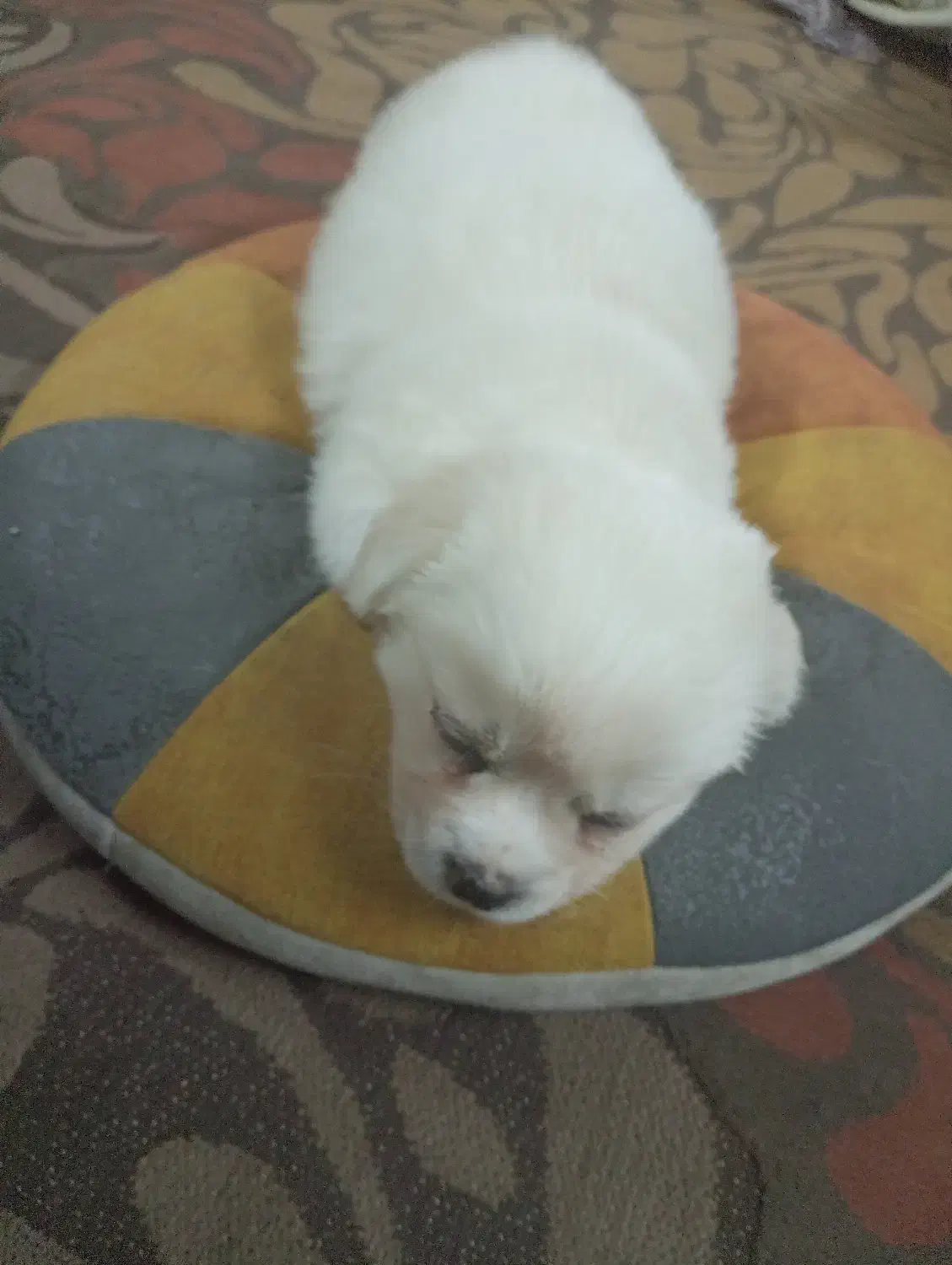 سگ پاکوتاه|سگ|تهران, کیانشهر|دیوار