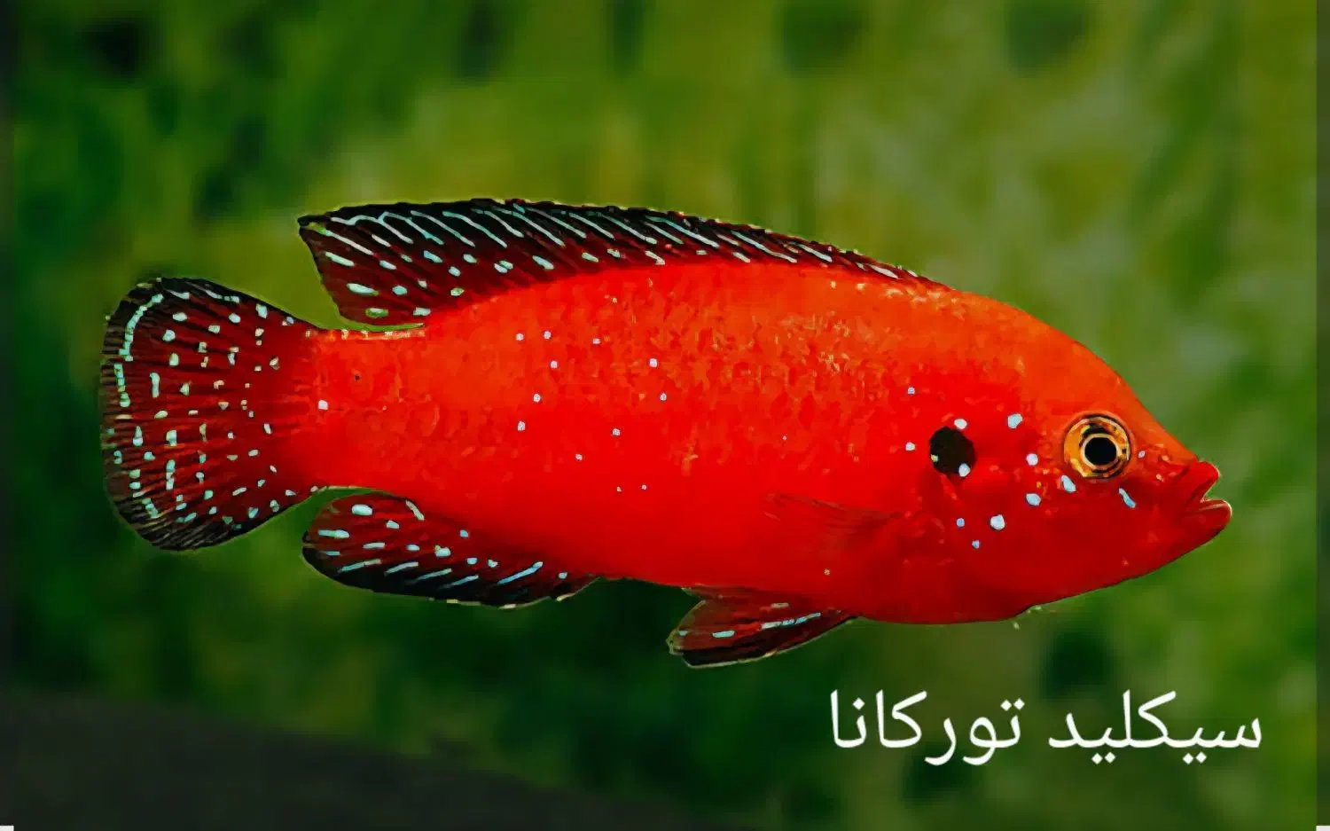 سیکلید تورکانا|ماهی|فولادشهر, B4|دیوار