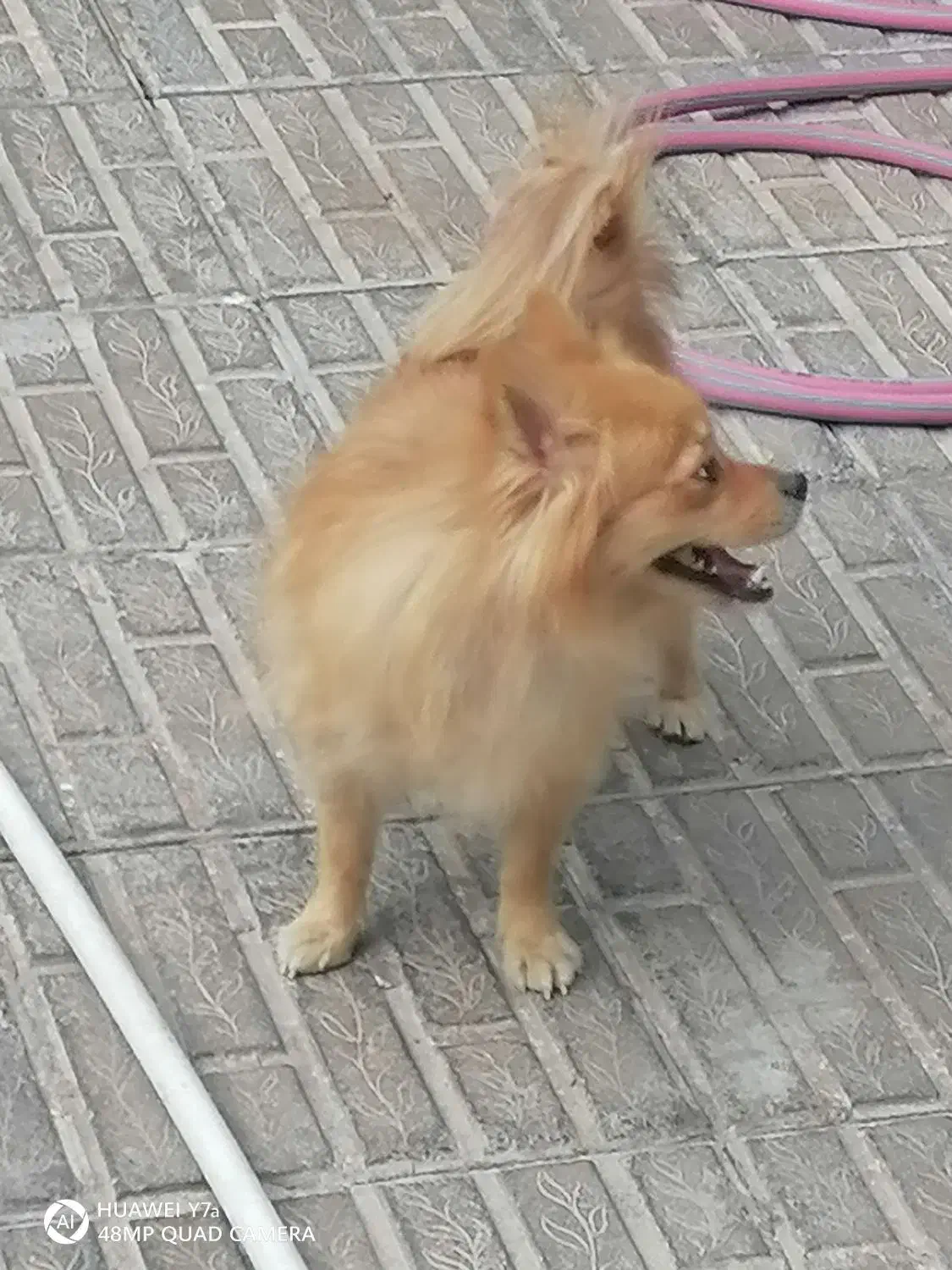 سگ پامر|سگ|بم, |دیوار