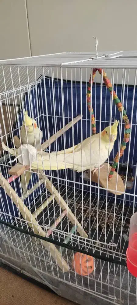 عروس هلندی لوتینو|پرنده|بهبهان, |دیوار