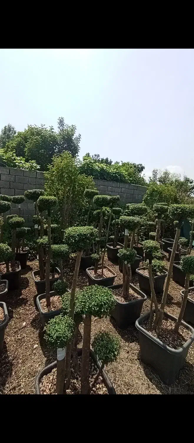 مورد پیوندی|گل و گیاه طبیعی|کلاچای, |دیوار