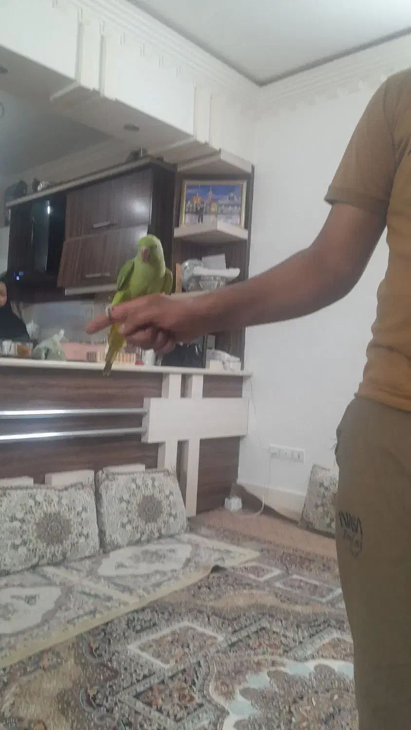 طوطی|پرنده|برخوار, |دیوار