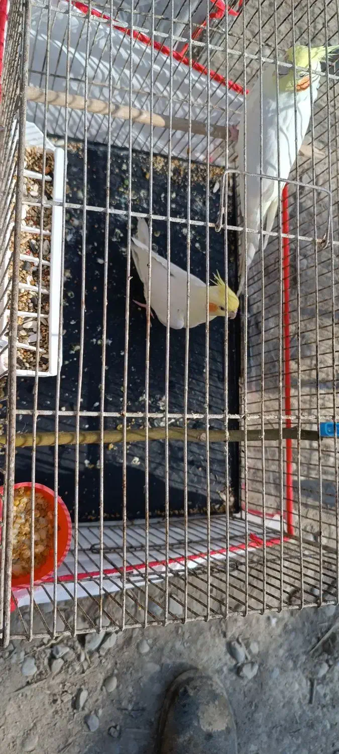 جفت عروس هلندی|پرنده|هندیجان, |دیوار