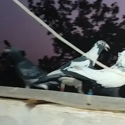 کفتر باخت خورده پلنگ|پرنده|مشهد, رده|دیوار