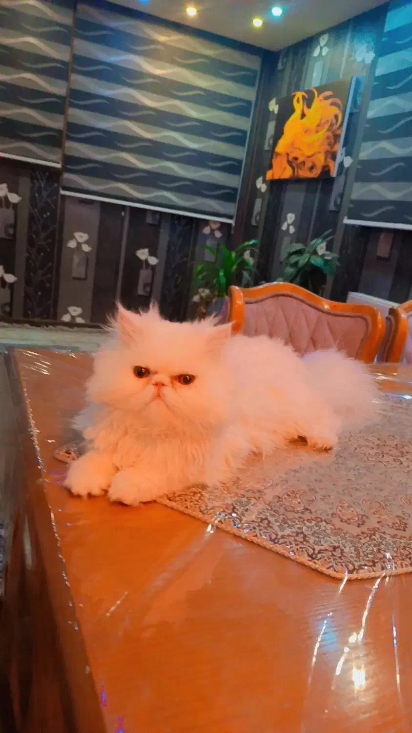 واگذاری گربه ی پرشین نر اصیل|گربه|صدرا-فارس, فاز ۱|دیوار