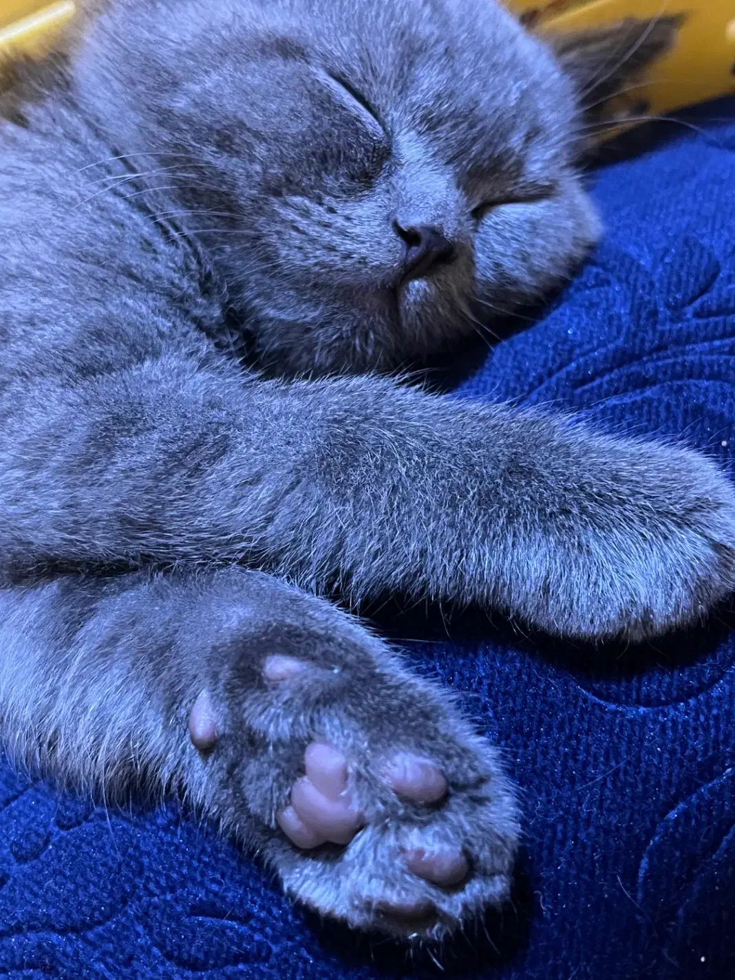 اسکاتیش|گربه|کرمان, |دیوار