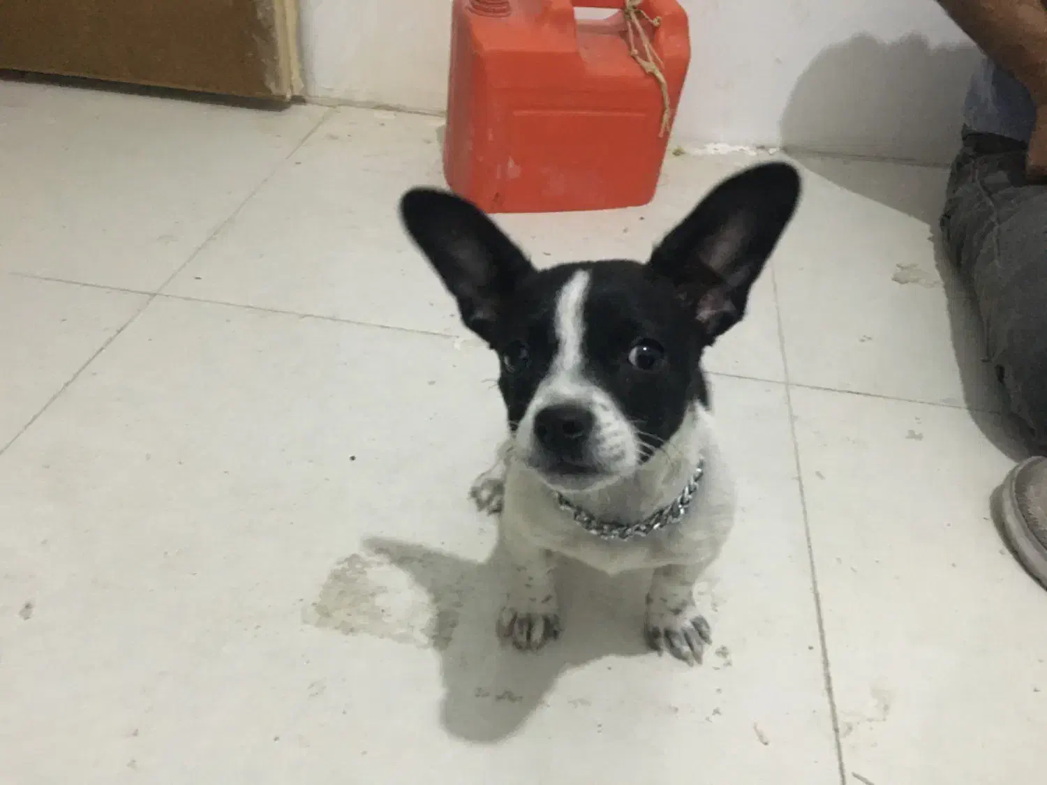 سگ شی وا|سگ|مشهد, نرگس (شهرک غرب)|دیوار