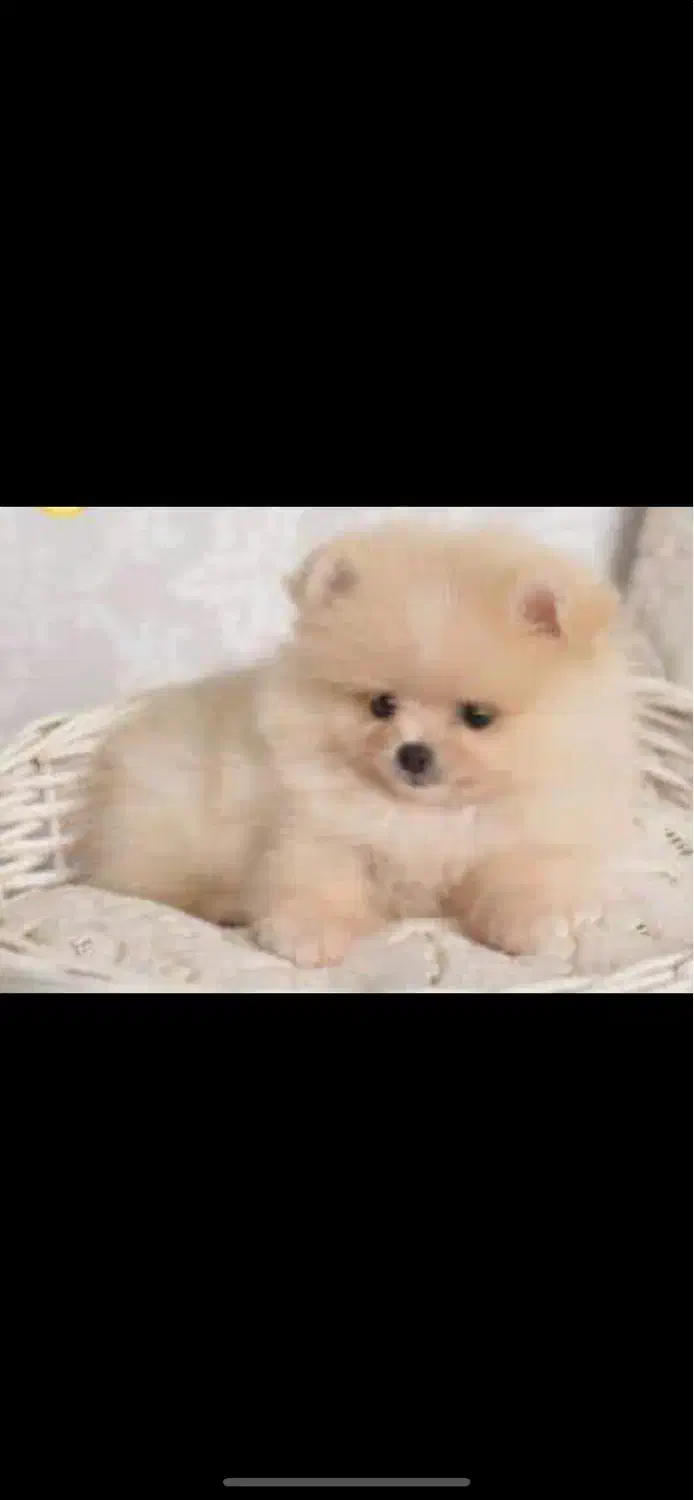 سگ پامرانین|سگ|مرودشت, پشت سایپا‎|دیوار