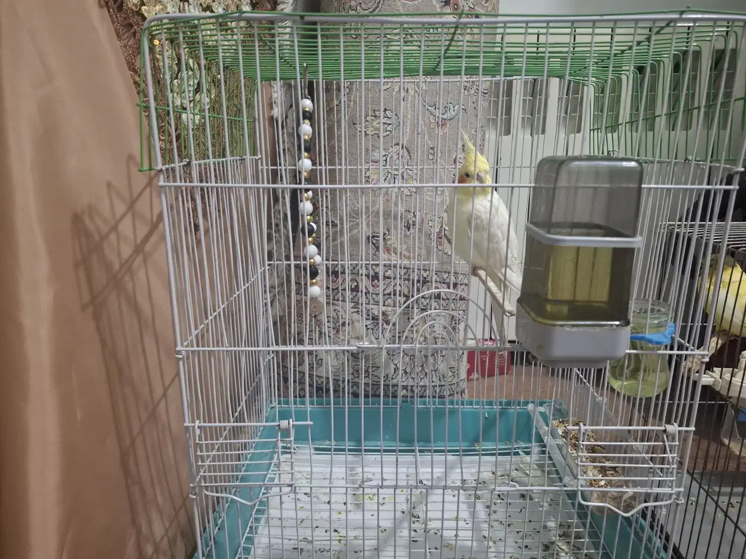 پرنده عروس هلندی|پرنده|تهران, امیریه|دیوار