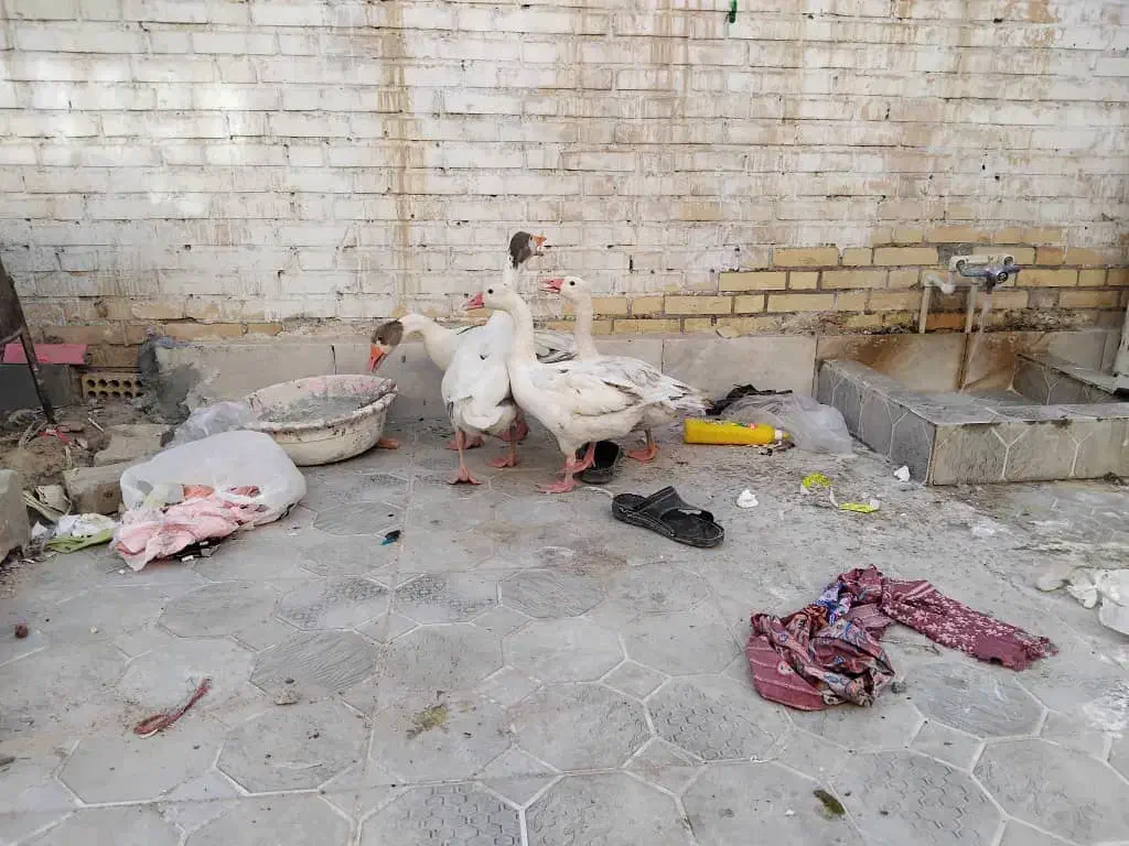 غاز خانگی|حیوانات مزرعه|آبادان, |دیوار