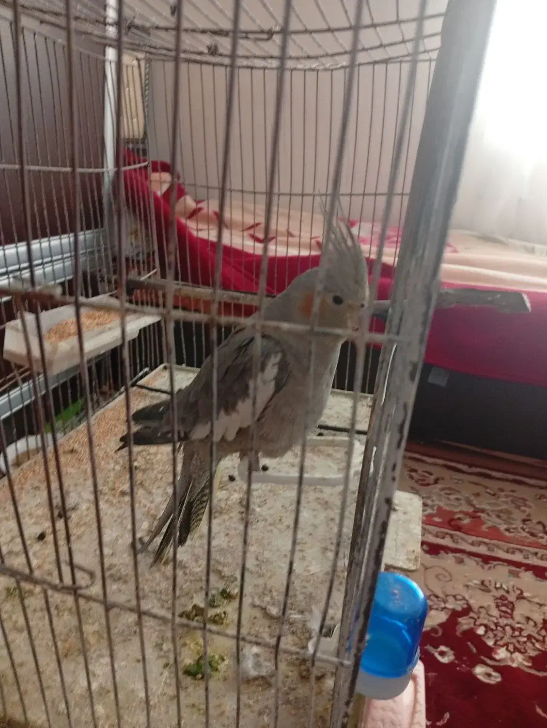 عروس هلندی نر|پرنده|مرند, |دیوار