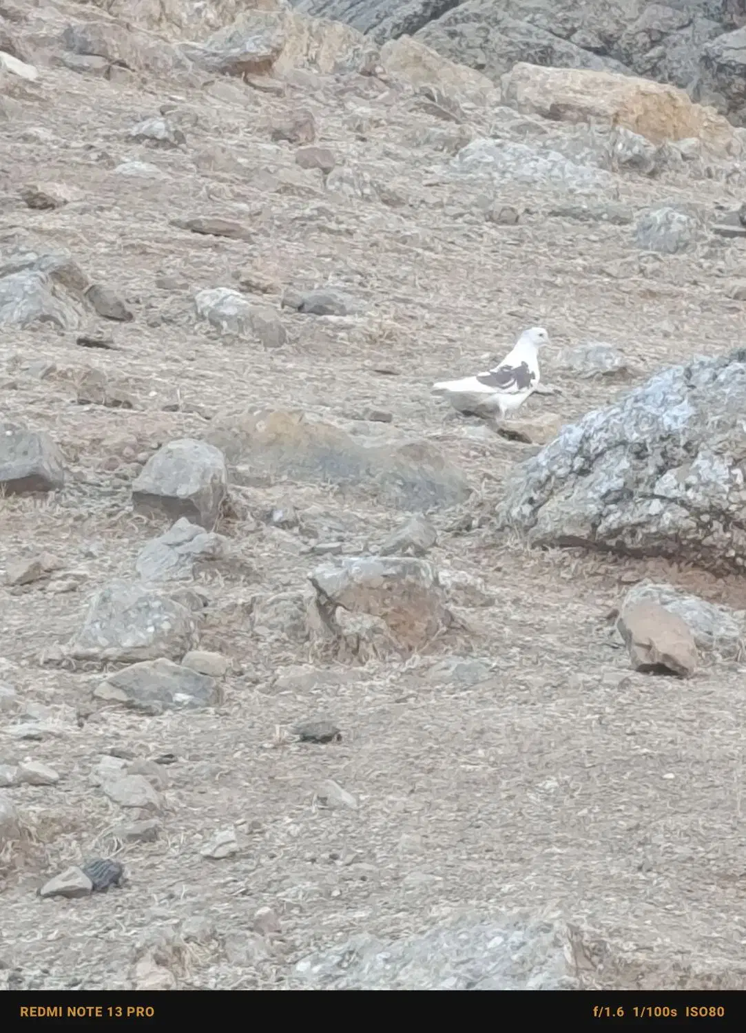 کبوتر|پرنده|پاپی, |دیوار