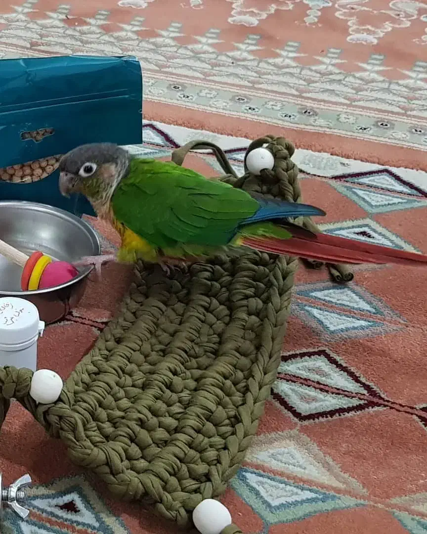 طوطی گمشده|پرنده|بهبهان, |دیوار