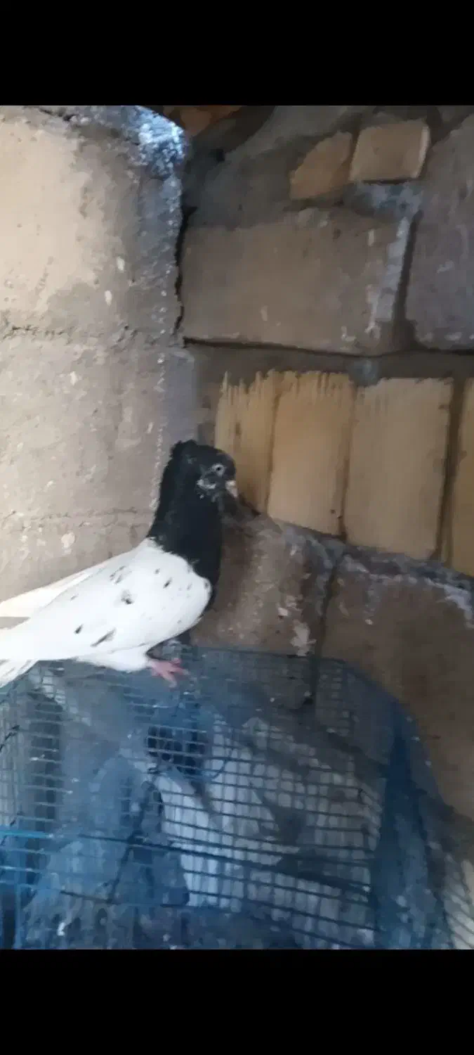 نر کله سیاه|پرنده|بندر ماهشهر, |دیوار