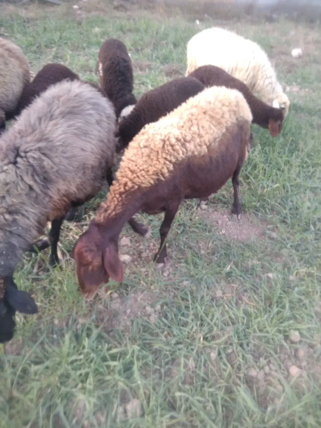 یک عددگوسفندبره داربره ماده|حیوانات مزرعه|بندر ترکمن, |دیوار