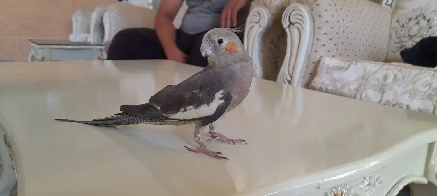 عروس هلندی گمشده در حسن اباد|حیوانات|سنندج, |دیوار