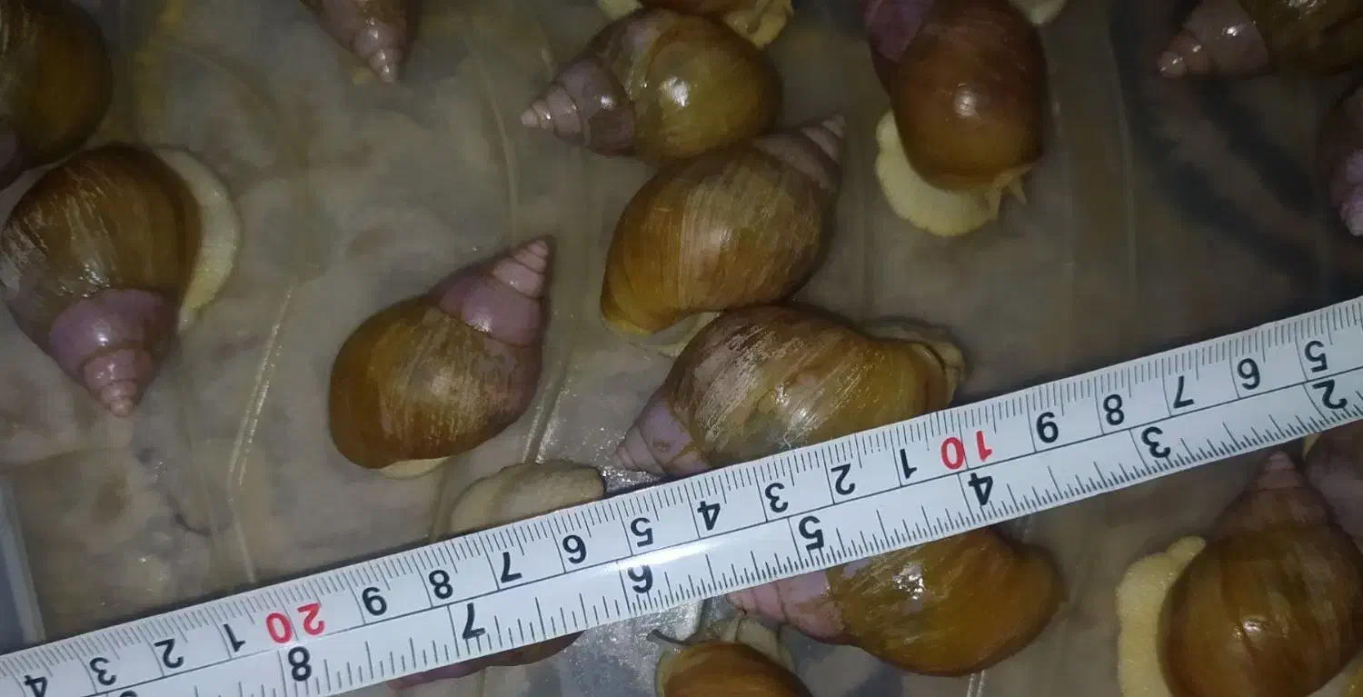 حلزون تعداد زیاد فقط دانه ای  پانزده هزار تومان|خزنده|قزوین, |دیوار