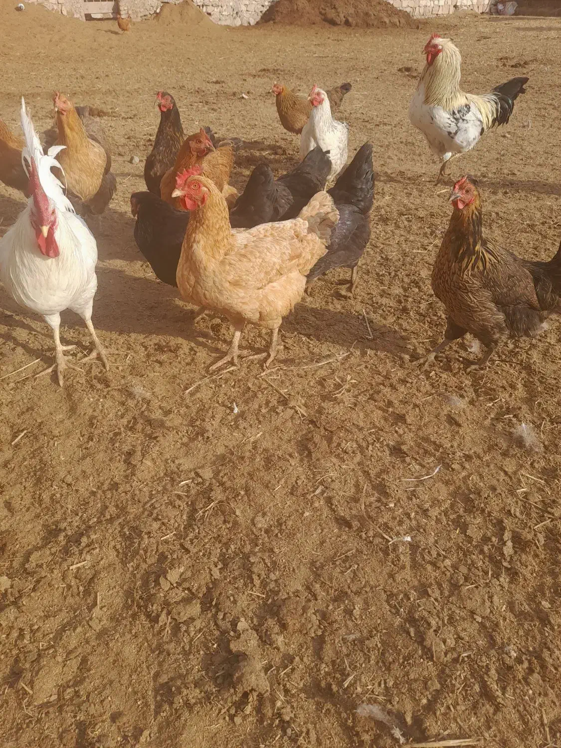 مرغ محلی|حیوانات مزرعه|میانه, |دیوار