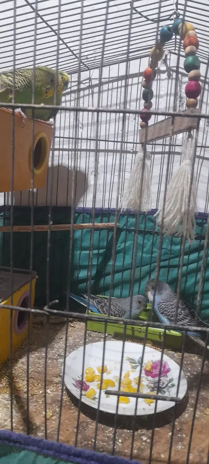 عروس ومورغ  عشق دستی|پرنده|خرمشهر, |دیوار