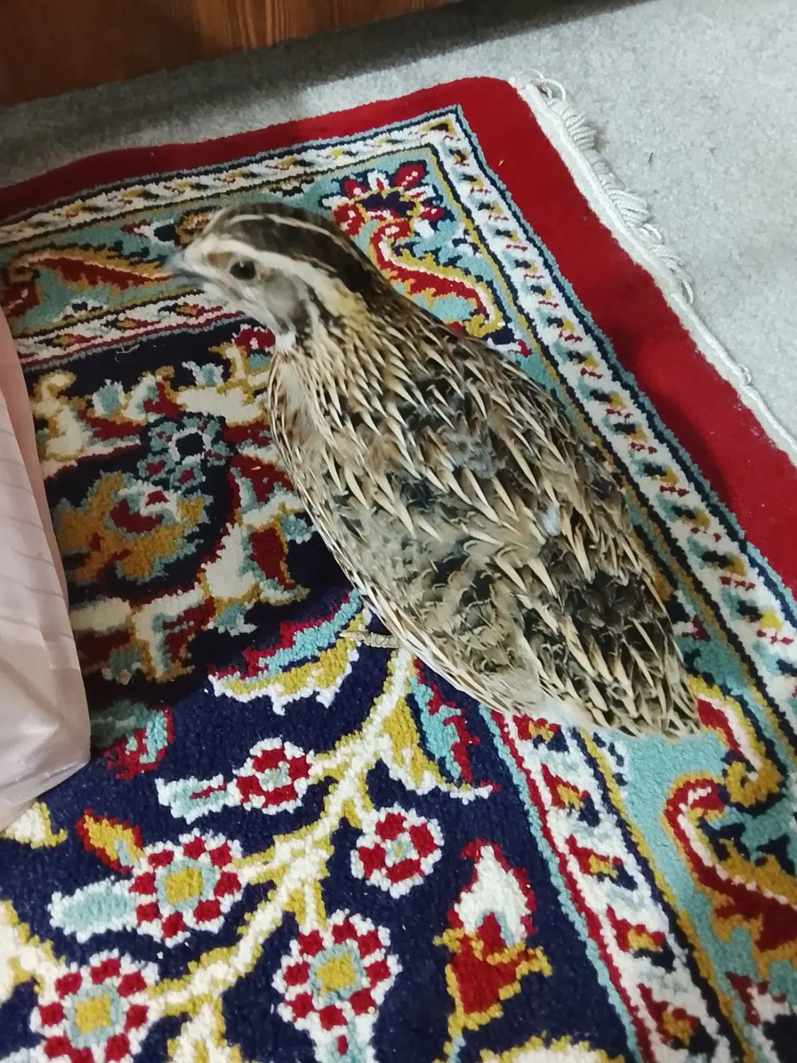 بلدرچین|حیوانات مزرعه|سبزوار, جوادیه غربی|دیوار