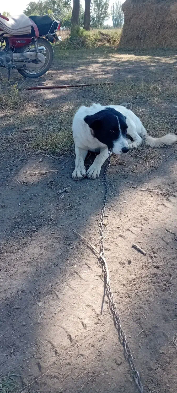 این سگ گمشده|حیوانات|خوی, |دیوار