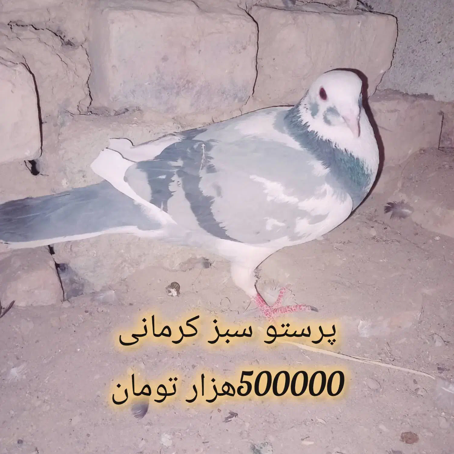 کبوترهای تروتمیز|پرنده|خاش, |دیوار