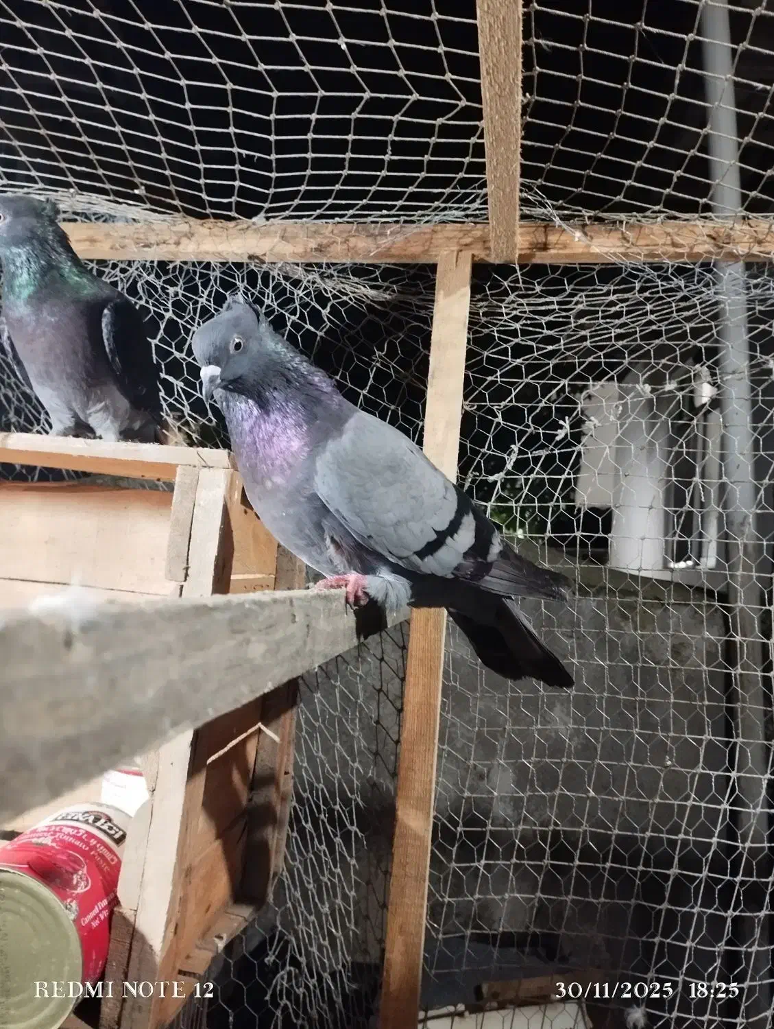 کبوتر پرشی ساعت بالا|پرنده|املش, |دیوار