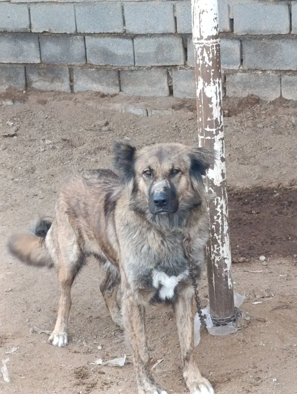 سگ نگهبان|سگ|بادرود, |دیوار