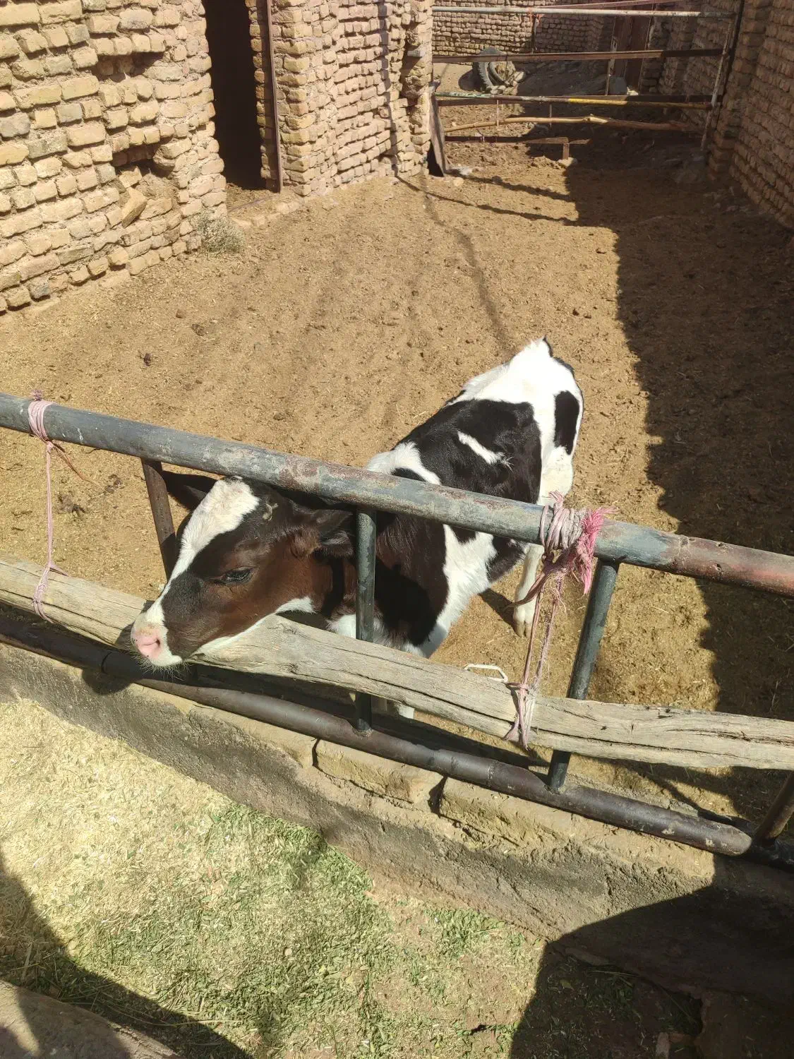 گوساله نر 2ماه امریکایی|حیوانات مزرعه|باخزر, |دیوار