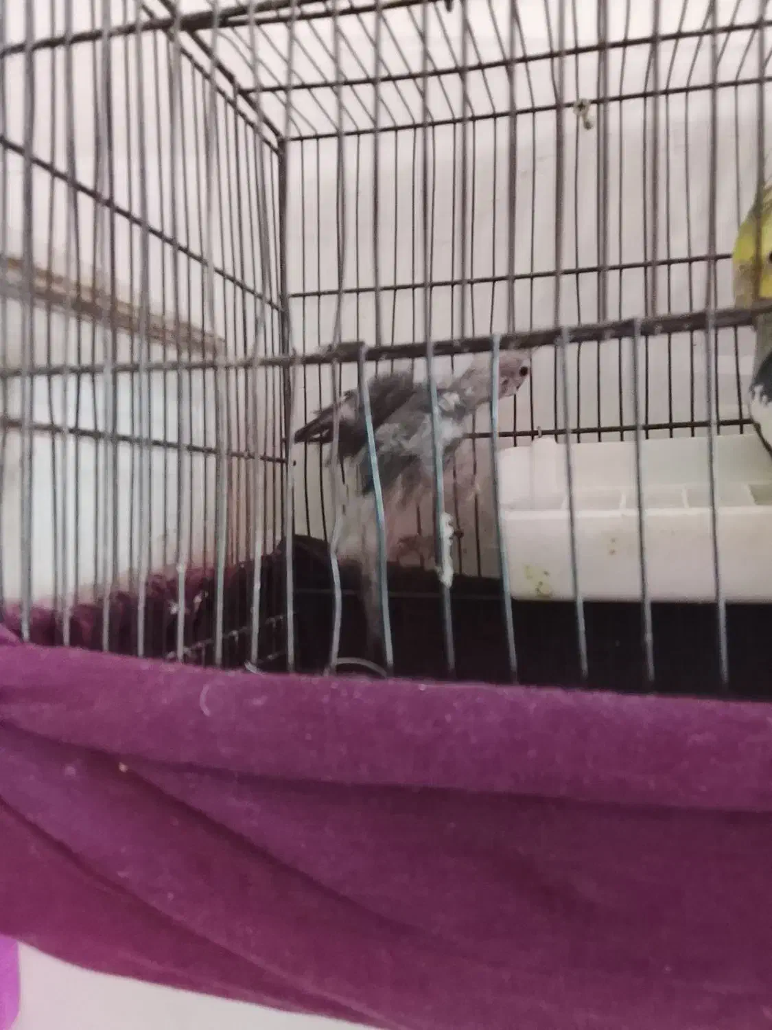 یک جفت عروس هلندی|پرنده|میانه, |دیوار