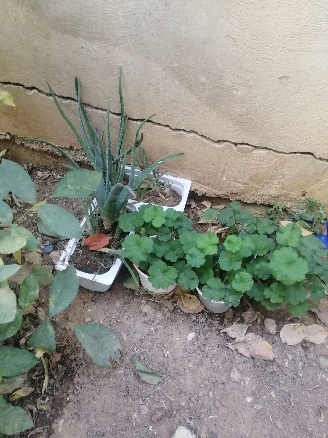 گل اپارتمانی|گل و گیاه طبیعی|یاسوج, |دیوار