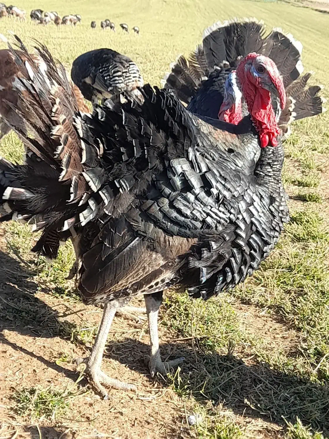 بوقلمون برنز و بوربون|حیوانات مزرعه|کوهدشت, |دیوار